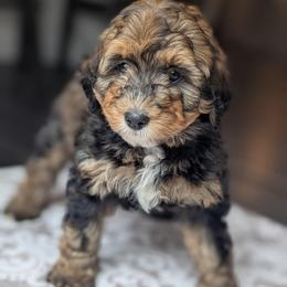 White - Tri-color female Bernedoodle puppy in Connecticut from Valley View Doodles