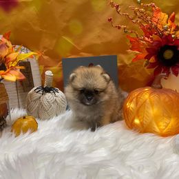 "Wini" - Cream sable Pomeranian puppy in Three Rivers, California from Mountain Mama's Poms
