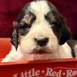 Ranger - Black white and tan male English Springer Spaniel puppy in Madison, Indiana from McCollough's Pawsome Spaniels and Danny's Delightful Dachshunds