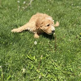 Goldendoodle Puppies from J&J Doodles