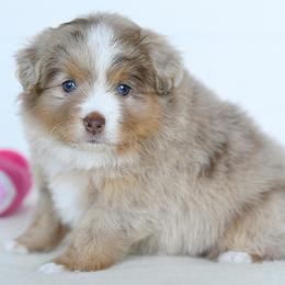 Miniature Australian Shepherd puppies from Shebang Aussies
