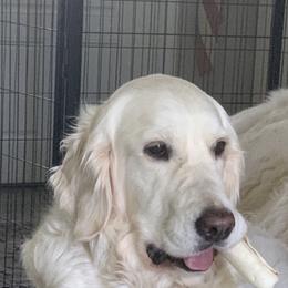 Emma - Golden Retriever