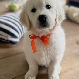 Golden Retriever Puppies from Robinsnest Goldens