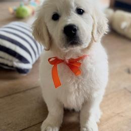Golden Retriever Puppies from Robinsnest Goldens