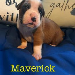 Boxer Puppies from Happy Go Boxers