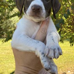 German Shorthaired Pointers from Down South Pointers
