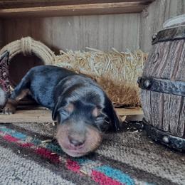 Muffin- White patch on her chest - Black and tan female Dachshund puppy in Duncan, Arizona from Bootheel Doxies