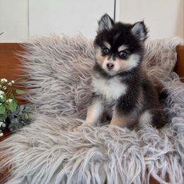 Lily - Blue female Pomsky puppy in La Verne, California from Red Cedar Pomskies
