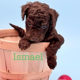 Ismael - Brown male Poodle puppy in Carrollton, Georgia from Dande Poodles, LLC