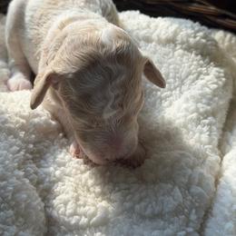 Mia - Parti female Poodle puppy in Randallstown, Maryland from Parson Standards