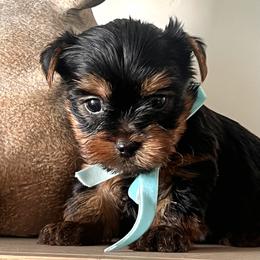 Blue Boy - Black and gold male Yorkshire Terrier puppy in Meridian, Idaho from Doodles of Idaho