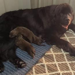 Willow - Newfoundland