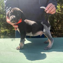 Whiskey - Blue ticked and tan male Bluetick Coonhound puppy in Mount Pleasant, Texas from Harmons Hounds