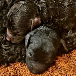 Poodles from Ms. Julia's Poodle Manor