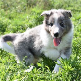 Lennox - Blue merle white and tan male Shetland Sheepdog puppy in Wolcott, Indiana from Southside Shelties