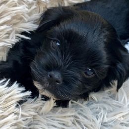 Havanese Puppies from Sweet Feats Havanese