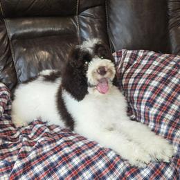 Maui - Brown and white male Sheepadoodle puppy in Heyburn, Idaho from Royal T Acres