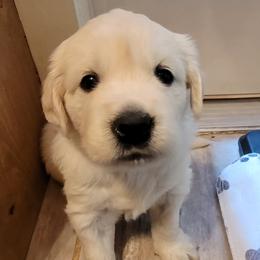 Golden Retriever Puppies from Indy's God Given Goldens