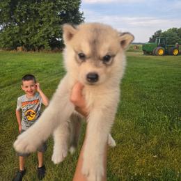 Titus - Gray and white male Siberian Husky puppy in Bingham, Illinois from Siberian Instincts Kennel