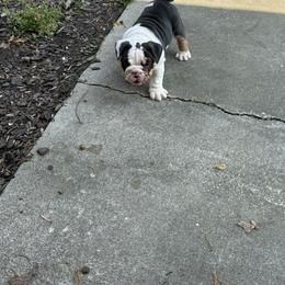 Romeo - Blue tri-color male Bulldog puppy in Cleveland, Tennessee from Bulldog's 4 Brothers