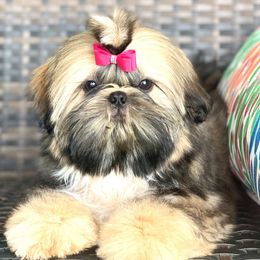 Coco - Shih Tzu
