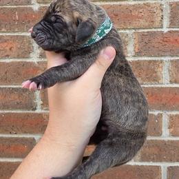 Nimbus - Brindle male Great Dane puppy in Arlington, Texas from Scoober Danes
