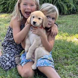 Golden Retriever Puppies from All shades Golden