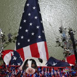 Mickey - Black white and brown female Basset Hound puppy in Dover, Arkansas from S&S American Bassets