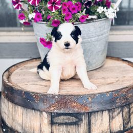 Girl 3 - Black collar - White and blue female Border Collie puppy in Minden, Iowa from Rocking N Registered Border Collies & Labradors
