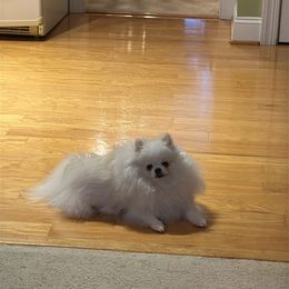 Pomeranian Puppies from Sparkle Plenty Poms