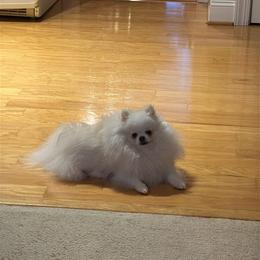 Pomeranian Puppies from Sparkle Plenty Poms
