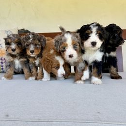 Bernedoodle puppies from BFF Bernedoodles