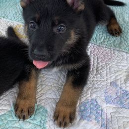 German Shepherd Puppies from Tatum Kennels