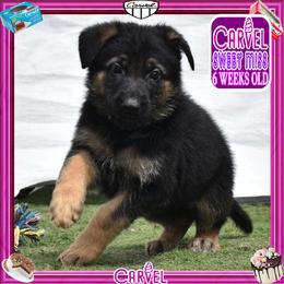 CARVEL promises to have it all - Black and red female German Shepherd puppy in Murrieta, California from Diamond Oaks German Shepherds