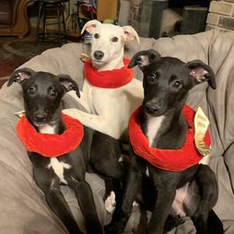 Whippet Puppies from QuiXand Performance Whippets