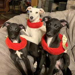Whippet Puppies from QuiXand Performance Whippets