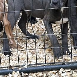 Boy 2 - Gray Cane Corso puppy in Waldorf, Maryland from Myles High Dog Club