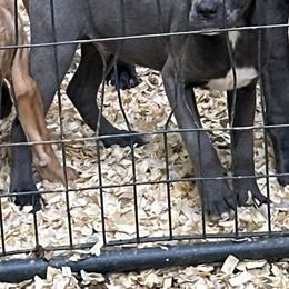 Boy 2 - Gray Cane Corso puppy in Waldorf, Maryland from Myles High Dog Club
