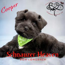 Cooper AKC (green collar) - Black male Miniature Schnauzer puppy in Pelzer, South Carolina from Schnauzer Heaven Von Longbach