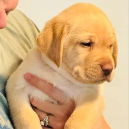 Chance - Yellow male Labrador Retriever puppy in Penn Valley, California from Pleasant Valley Creekside Ranch, LLC