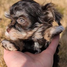 Heimdall - Chocolate male Havanese puppy in Weiser, Idaho from Brugger's Breeders, LLC