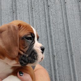 Boxer Puppies from Truax Farms