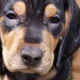 Izmos - Black tan and white Transylvanian Hound puppy in Rough And Ready, California from Royal Transylvanian Hounds