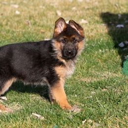 German Shepherd Puppies from Zeder Kamme German Shepherds