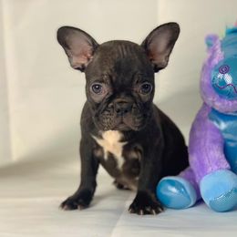 French Bulldog Puppies from Especial Frenchies