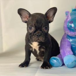 French Bulldog Puppies from Especial Frenchies
