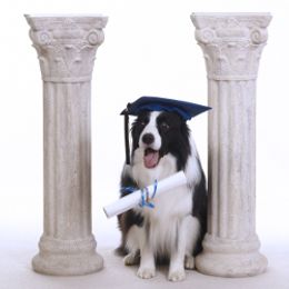 Border Collie All Grown Up from Bon-Clyde Border Collies