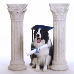 Border Collie All Grown Up from Bon-Clyde Border Collies