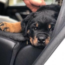 Rottweiler and Cavalier King Charles Spaniel Puppies from Nighthawk Rottweilers & Cavalier King Charles Spaniels