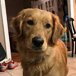 Ella - Golden Retriever